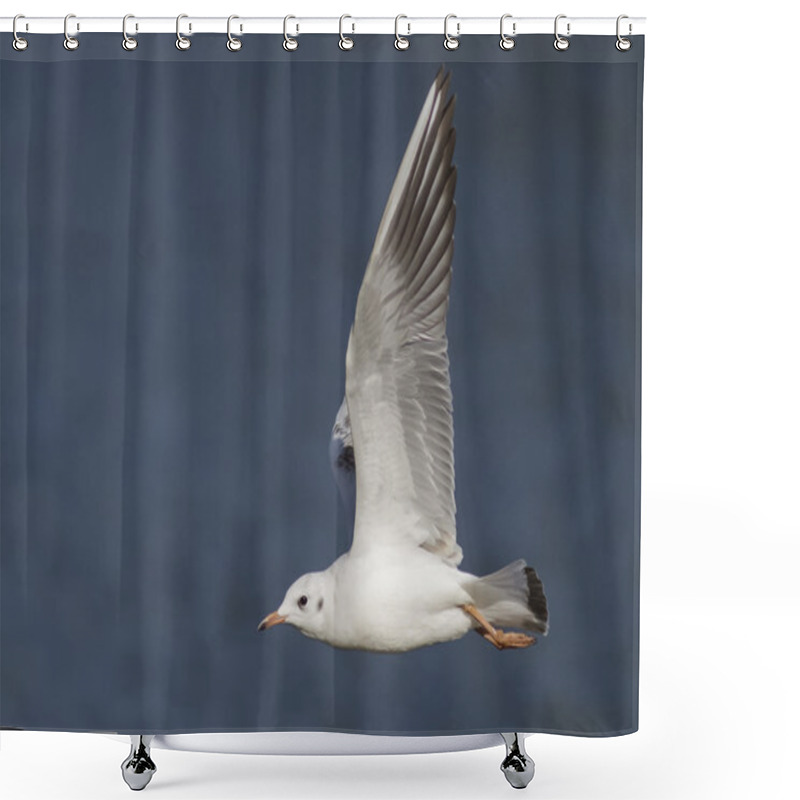 Personality  Black-headed Gull Shower Curtains