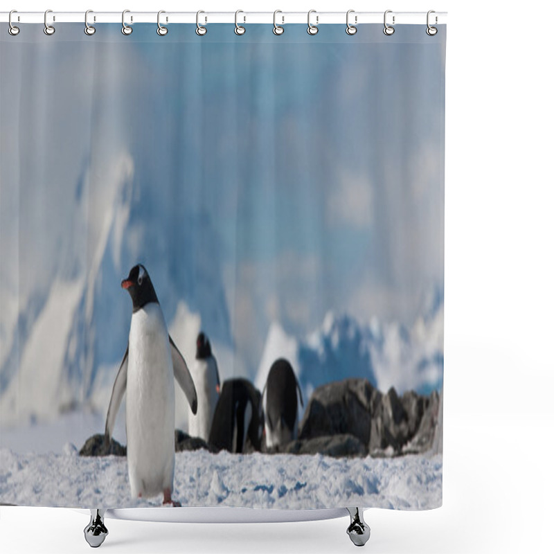 Personality  Penguins In Antarctica Shower Curtains