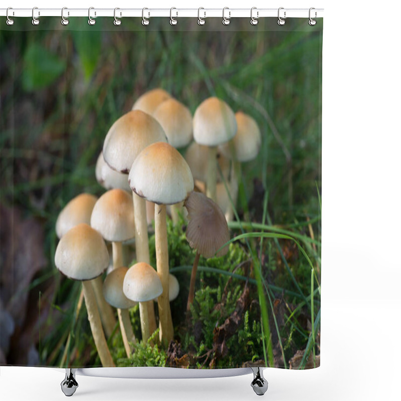 Personality  Cluster Of Sulphur Tuft (Hypholoma Fasciculare ) Shower Curtains