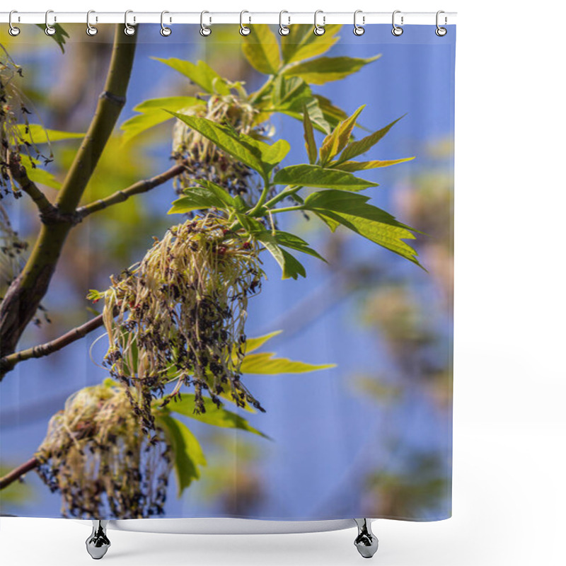 Personality  Bordo Negundo Or Ash-leaved Maple, Male Flowers In Clusters On Slender Pedicels And Pistillate Flowers On Drooping Racemes. Acer Negundo Is Fast-growing, Short-lived Tree Of The Family Sapindaceae. Shower Curtains