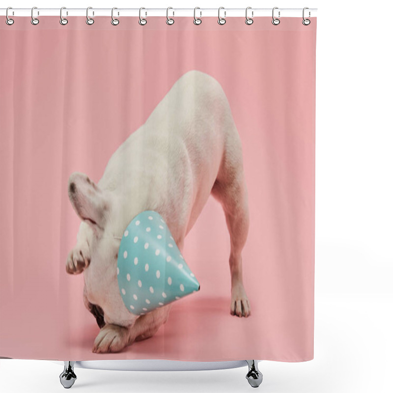 Personality  French Bulldog With Head Down In Blue Birthday Cap On Pink Background Shower Curtains