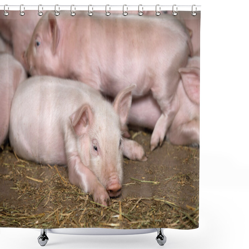 Personality  Little Piglets  Shower Curtains