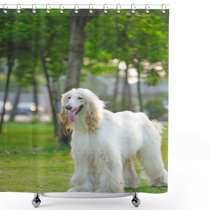 Personality  Afghan Hound Dog Shower Curtains