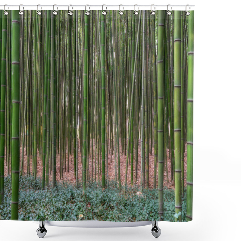 Personality  Simnidaebat Bamboo Forest. The Famous Bamboo Forest In Ulsan Taehwagang River Grand Park Has An Extensive Bamboo Field Covering The Area Between Taehwa Bridge And Samho Bridge. Ulsan, South Korea Shower Curtains