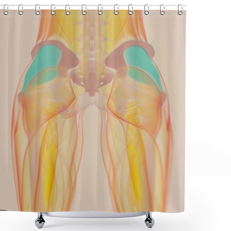 Personality  Female Fascia Lata Anatomy Model Shower Curtains