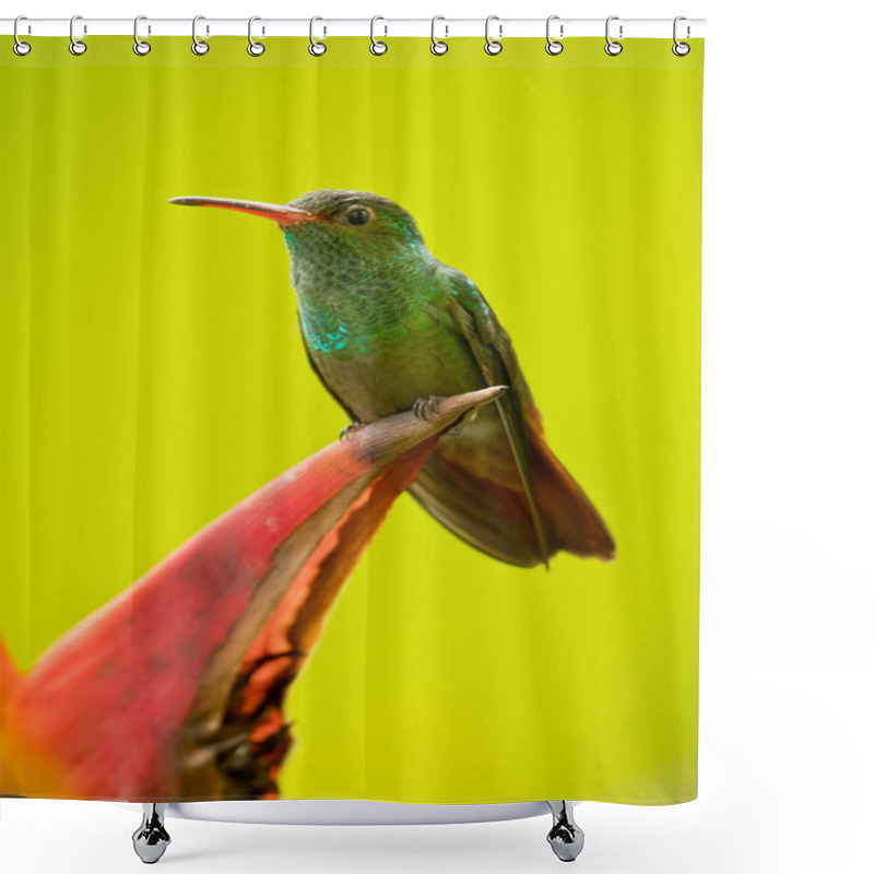 Personality  Rufous-tailed Hummingbird (Amazilia Tzacatl) Is A Medium-sized Hummingbird That Breeds From East-central Mexico, Through Central America And Colombia, East To Western Venezuela And South Through Western Ecuador To Near The Border With Peru. Shower Curtains