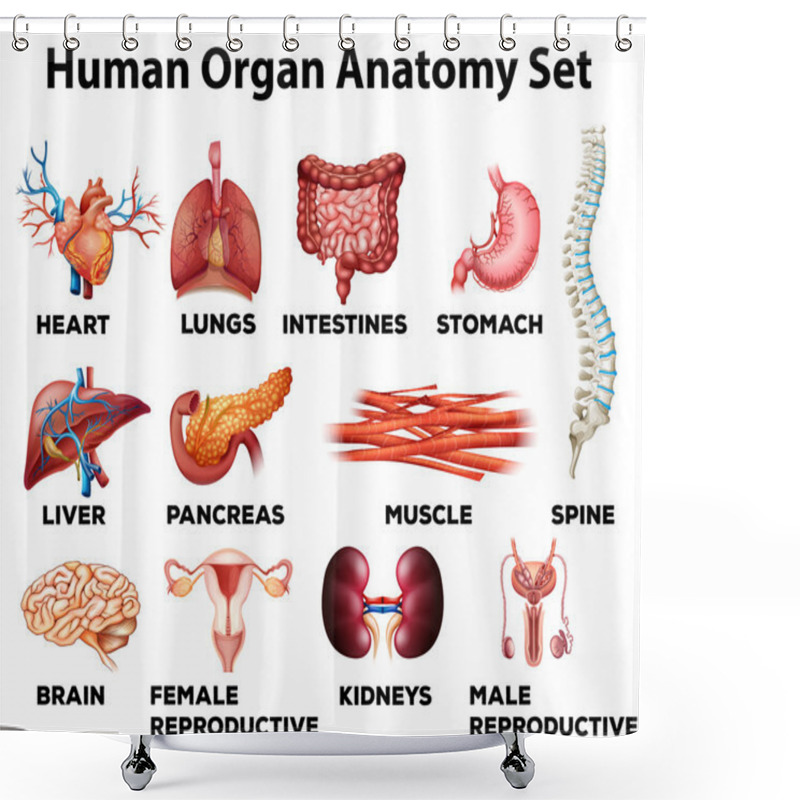 Personality  Human Organ Anatomy Set Shower Curtains