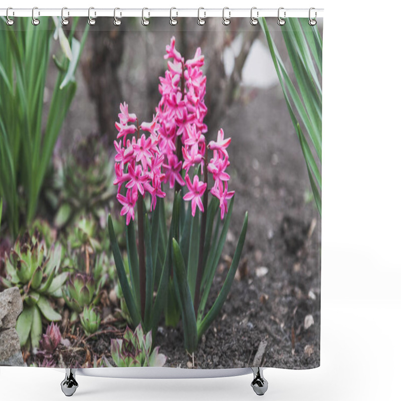 Personality  Bright Pink Hyacinth Flowers Grow On Vegetable Garden Shower Curtains