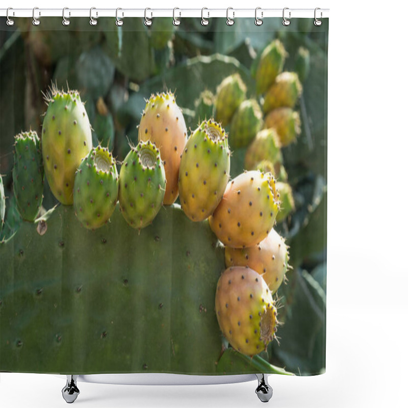 Personality  Opuntia Fruit Or Prickly Pear Fruit In Nature. Green Pads Covered With Fruit. Shower Curtains