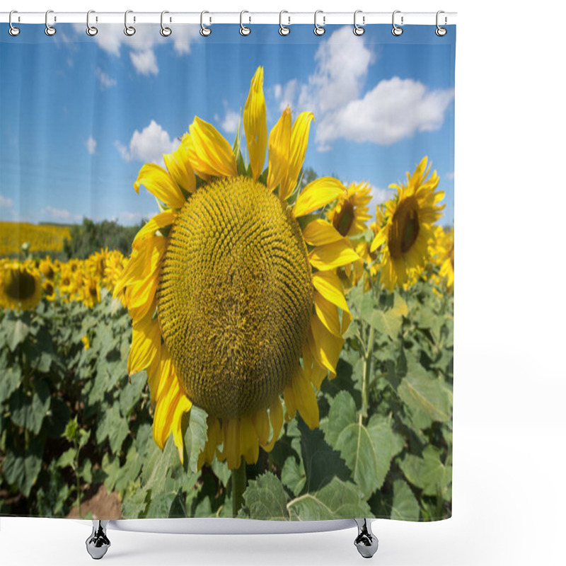 Personality  Sunflower Landscape Field Shower Curtains