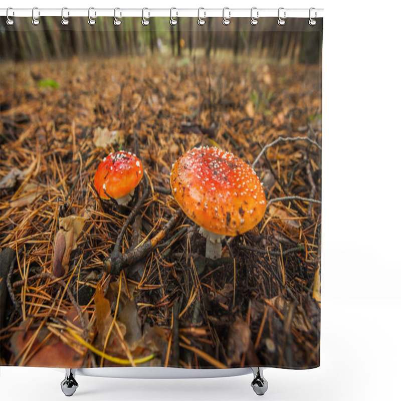 Personality  Fly Agaric In The Russia  Shower Curtains