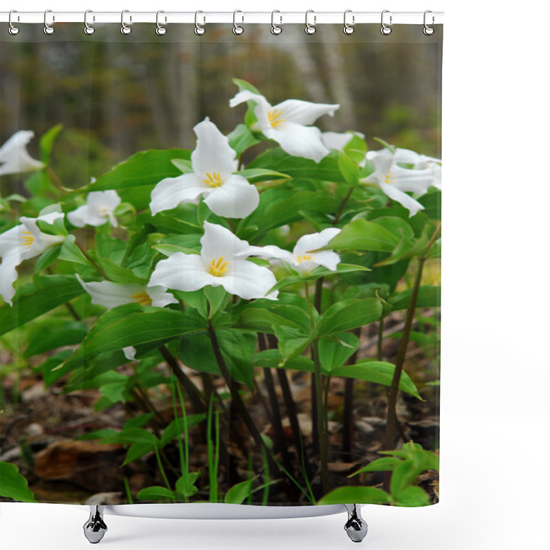 Personality  White Trillium Blooming In Woodlands, Ontario Provincial Flower Shower Curtains