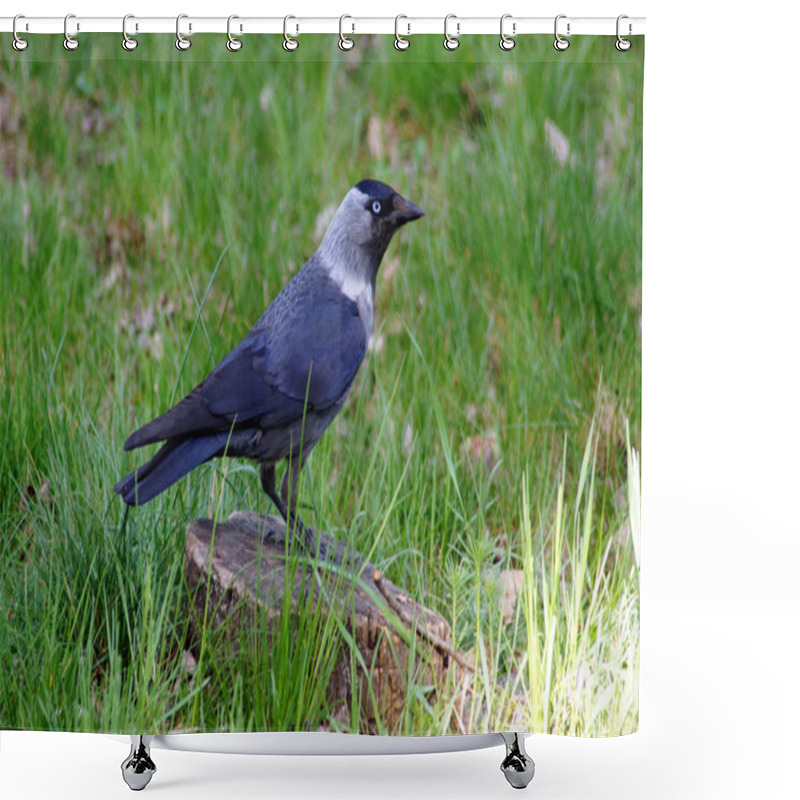 Personality   Jackdaw, is a passerine bird in the crow family. shower curtains