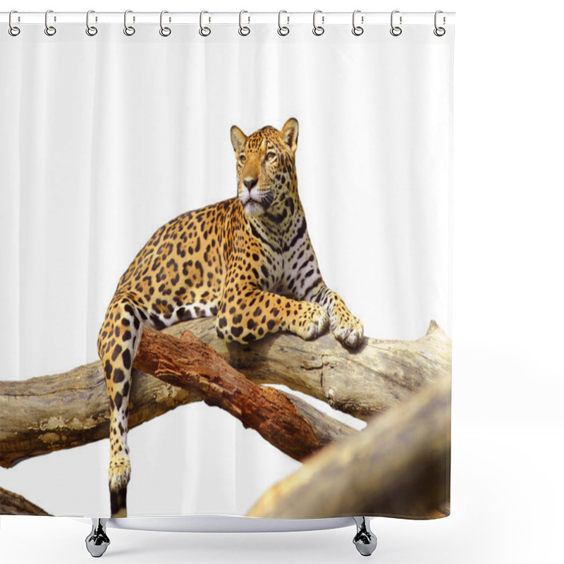 Personality  Jaguar Shower Curtains