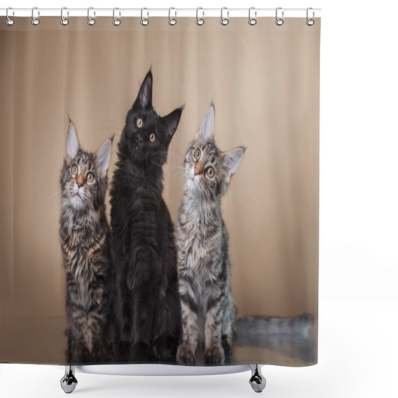 Personality  Maine Coon Kitten Portrait Shower Curtains