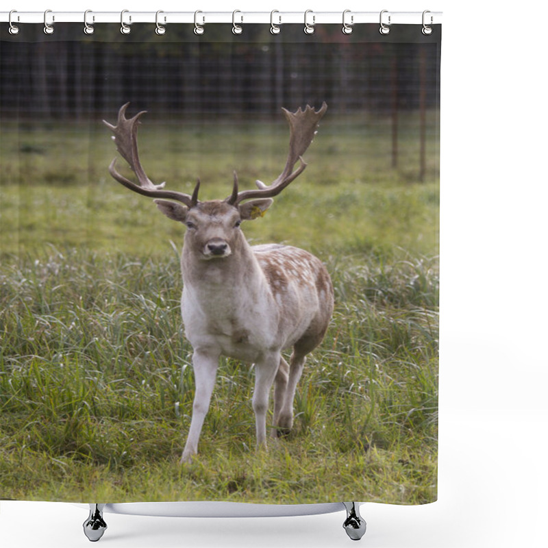 Personality  Beautiful Adult Deer Shower Curtains