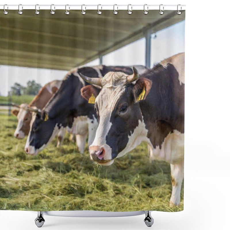 Personality  Cows Grazing On A Meadow. Shower Curtains