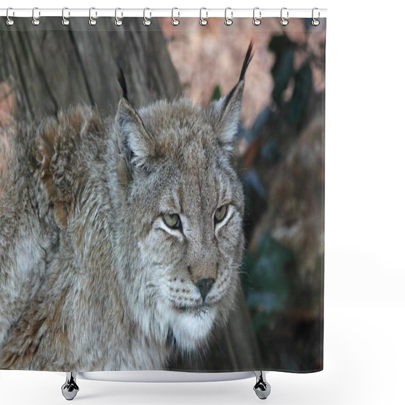 Personality  European Lynx Shower Curtains