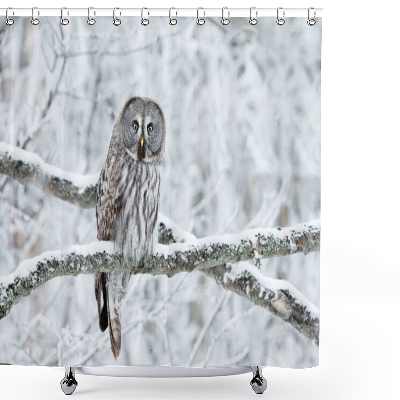 Personality  Close Up Of Great Grey Owl (Strix Nebulosa) Perched In A Tree In Winter, Finland. Shower Curtains