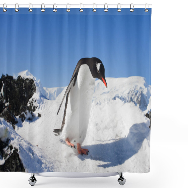 Personality  Penguin On The Rocks Shower Curtains