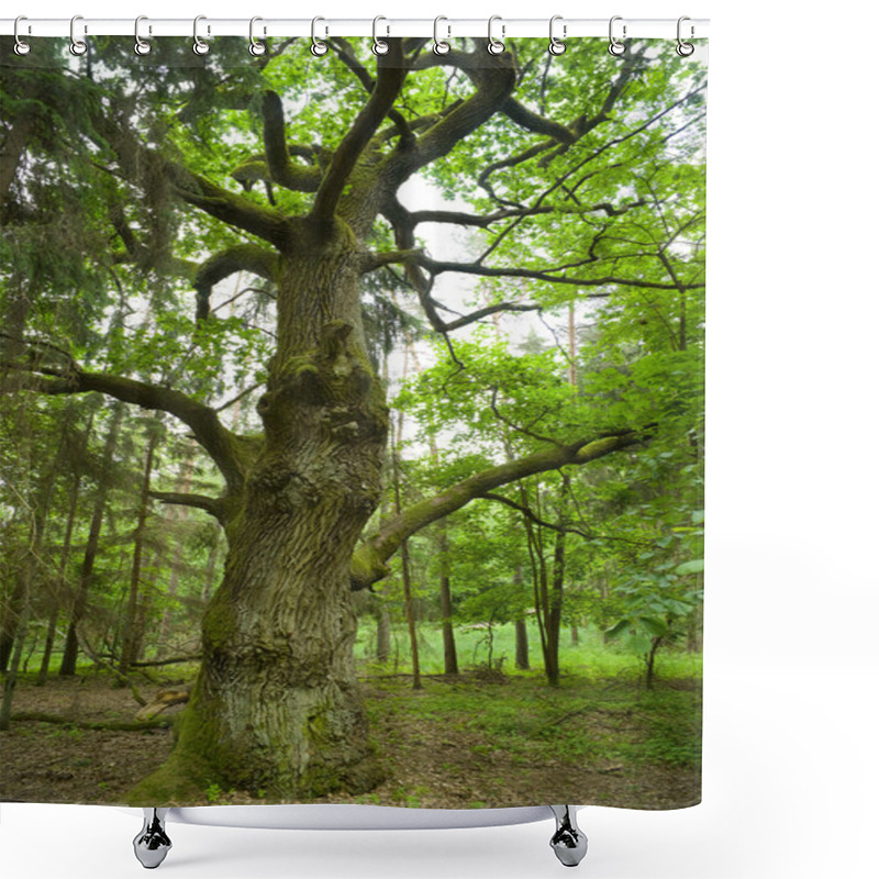 Personality  Old Oak. Shower Curtains