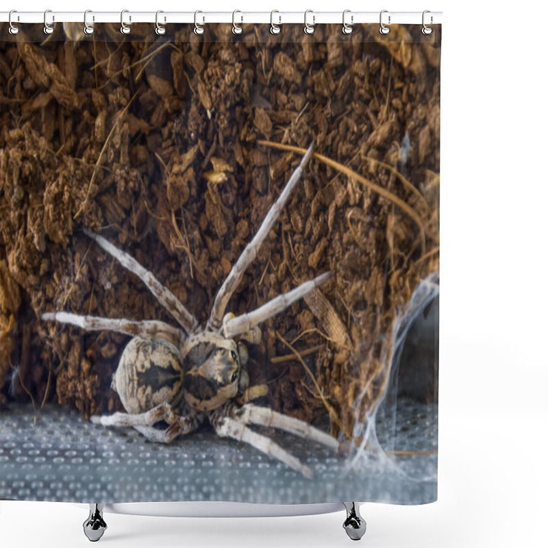 Personality  South Russian Bright Tarantula Sits On The Ground Next To Its Burrow Shower Curtains