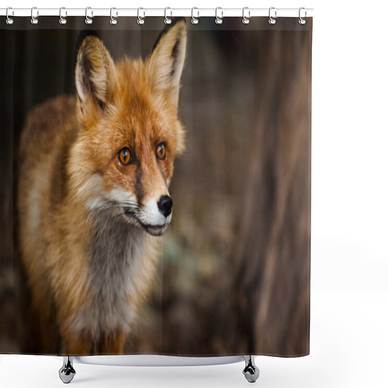 Personality  Curious Fox Portrait Shower Curtains