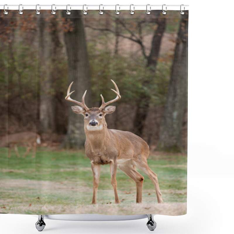 Personality  White-tailed Deer Buck Shower Curtains