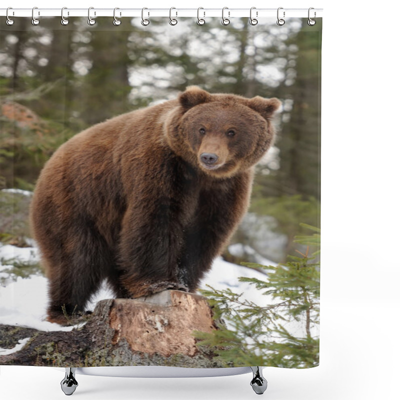 Personality  Bear In Winter Shower Curtains