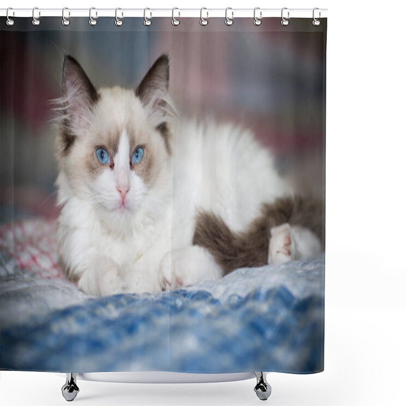 Personality  Two Month Old Ragdoll Kitten At Home Shower Curtains