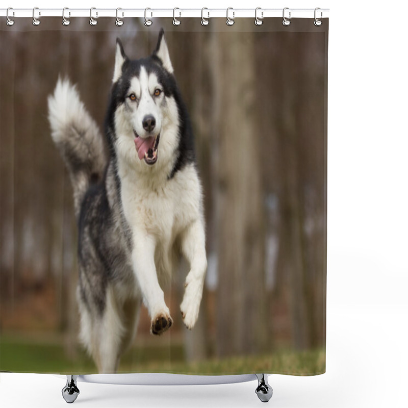 Personality  Siberian Husky Dog Outdoors In Nature Shower Curtains