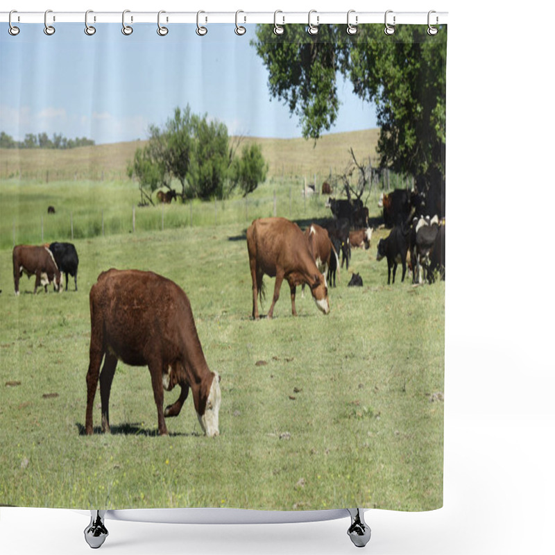 Personality  Cattle In Argentine Countryside, Buenos Aires Province, Argentine Shower Curtains