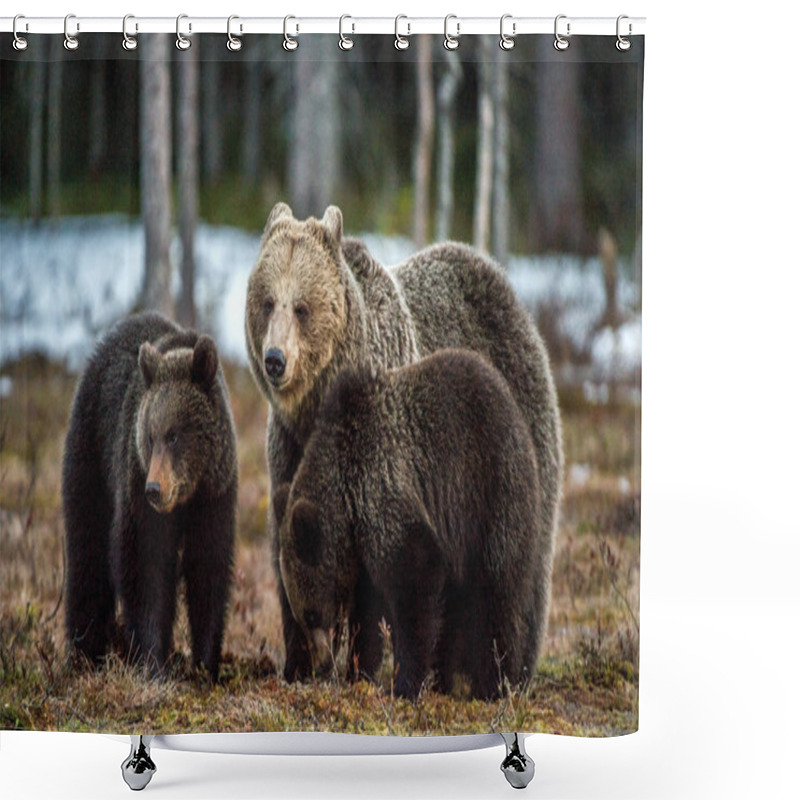 Personality  Bear Cubs And She-bear. Brown Bears (Ursus Arctos Arctos) In The Spring Forest. Natural Habitat Shower Curtains