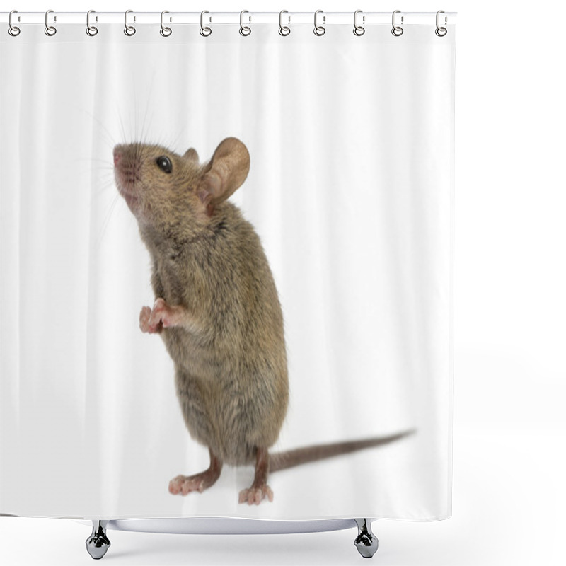 Personality  Wood Mouse Looking Up In Front Of A White Background Shower Curtains