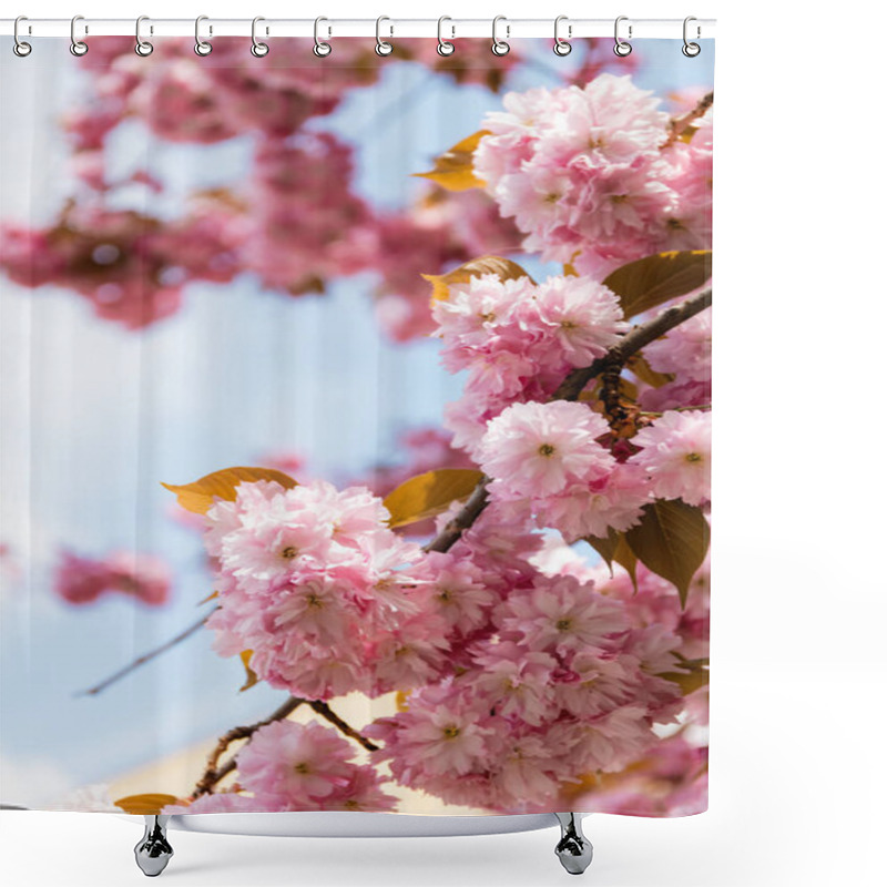 Personality  Close Up Of Blossoming Pink Flowers On Branches Of Cherry Tree Shower Curtains