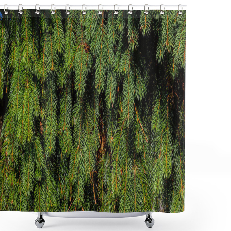 Personality  Green Spruce Branches As A Textured Background. Green Spruce, White Spruce Or Colorado Blue Spruce. Shower Curtains