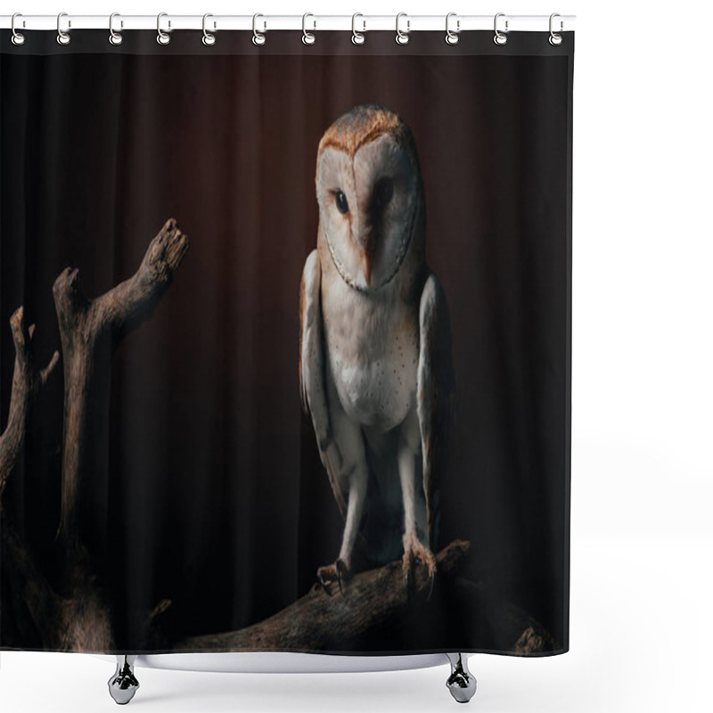 Personality  Cute Wild Barn Owl On Wooden Branch On Dark Background Shower Curtains