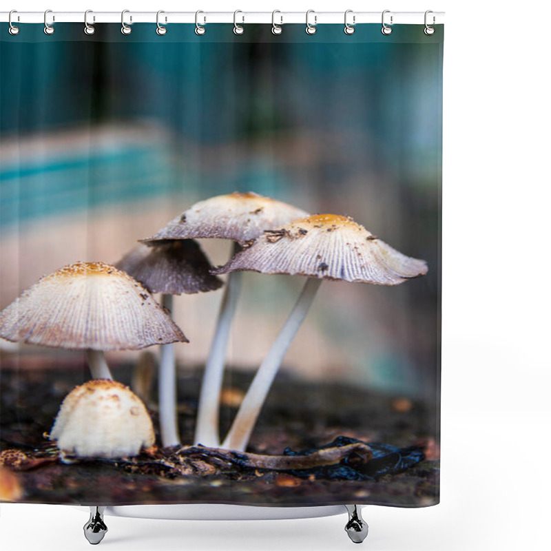 Personality  A Group Of Porcini Mushrooms Growing On A Tree Stump. White Bad Mushroom Close-up On A Blurred Background. Shower Curtains