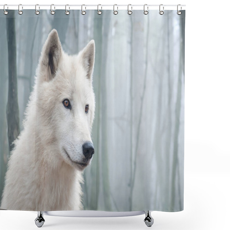 Personality  White Wolf On The Background Of The Mystical Forest.Arctic Wolf, Polar Wolf (Canis Lupus Arctos) Shower Curtains