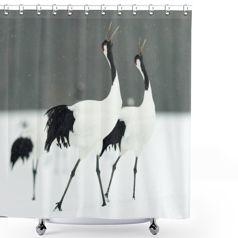 Personality  The Ritual Marriage Dance Of Cranes. The Red-crowned Cranes. Scientific Name: Grus Japonensis, Also Called The Japanese Crane Or Manchurian Crane, Is A Large East Asian Crane. Shower Curtains