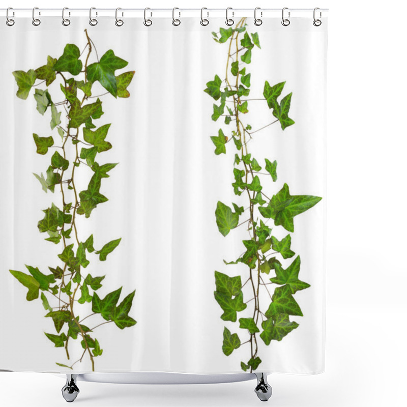 Personality  Sprig Of Ivy With Green Leaves Isolated On A White Background Shower Curtains