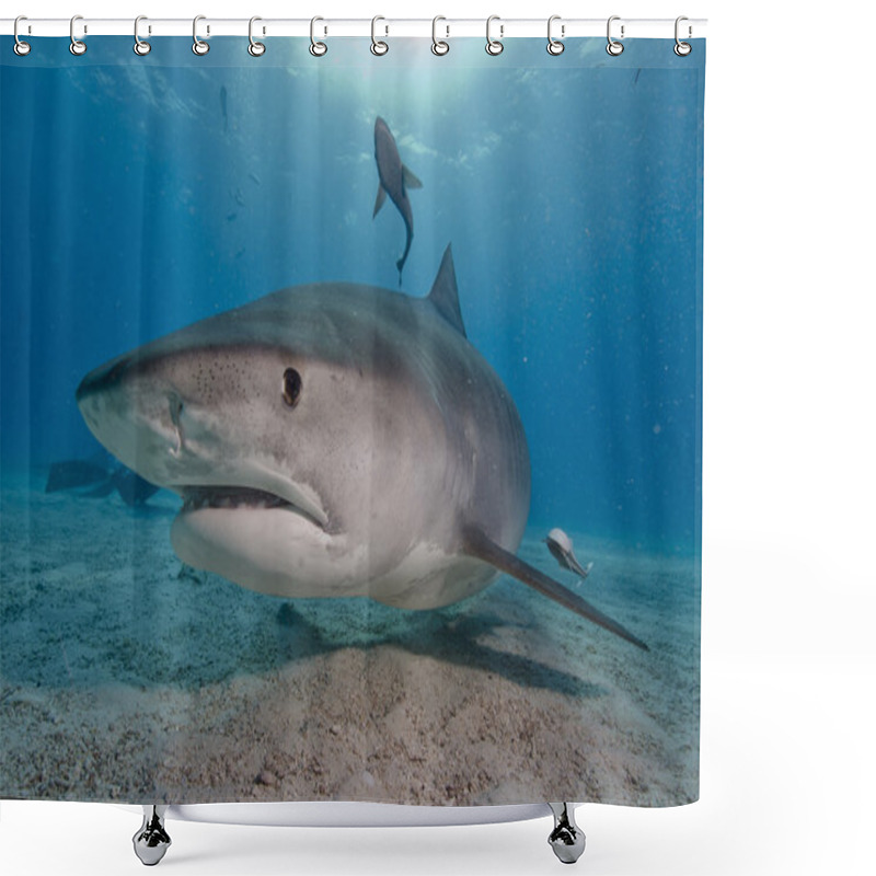 Personality  Tiger Shark Shower Curtains