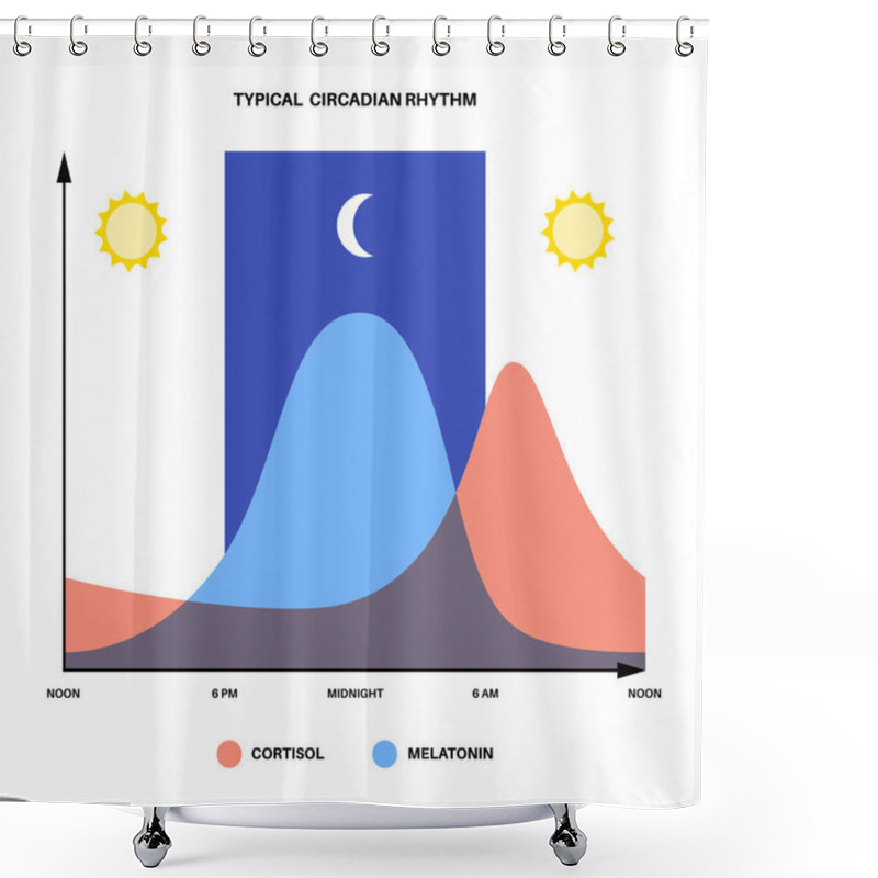 Personality  Circadian Rhythm Infographic Poster. Melatonin And Cortisol Are Produced In Human Brain. Colorful Diagram Of Circadian Cycle. Night Day Life Balance. Sleep Wake Cycle Chart Flat Vector Illustration. Shower Curtains