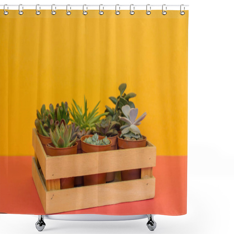 Personality  Cactus In A Wooden Box On A Pink Table. Tropical Succulent. Many Nice Flowers In Pots. Shower Curtains