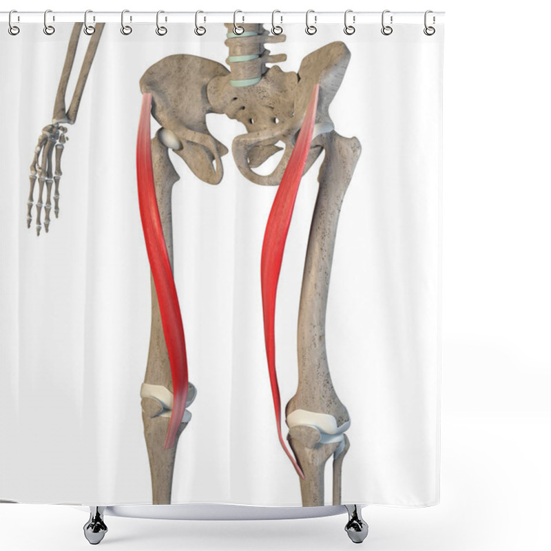 Personality  This 3d Illustration Shows The Sartorius  Muscles On Skeleton On A White Background Shower Curtains