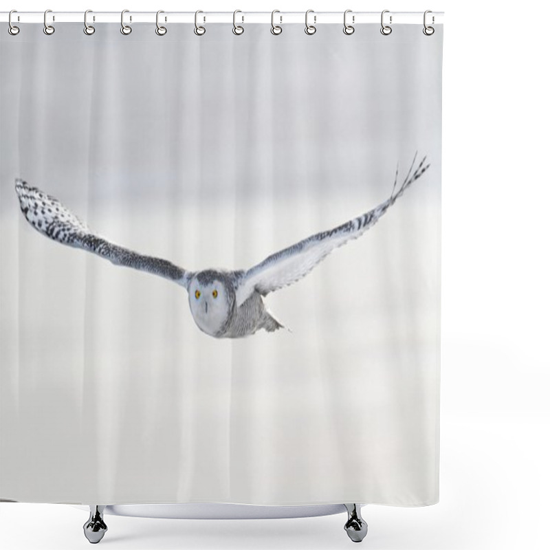 Personality  Snowy Owl (Bubo Scandiacus) Shower Curtains