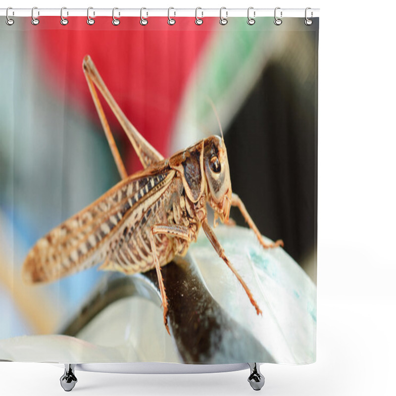 Personality  Grasshopper Insect Macro Shower Curtains