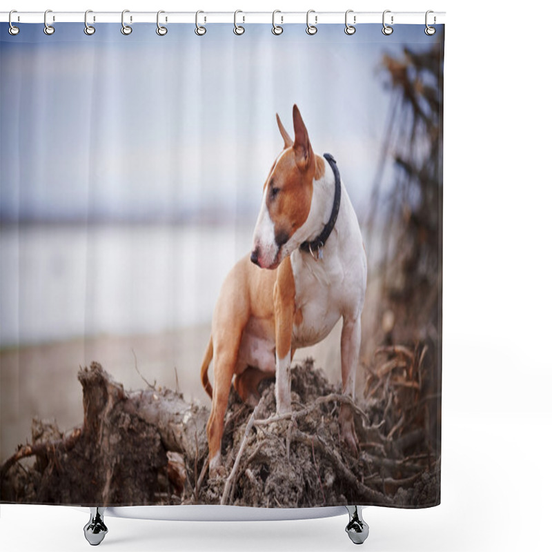 Personality  Bull Terrier Shower Curtains