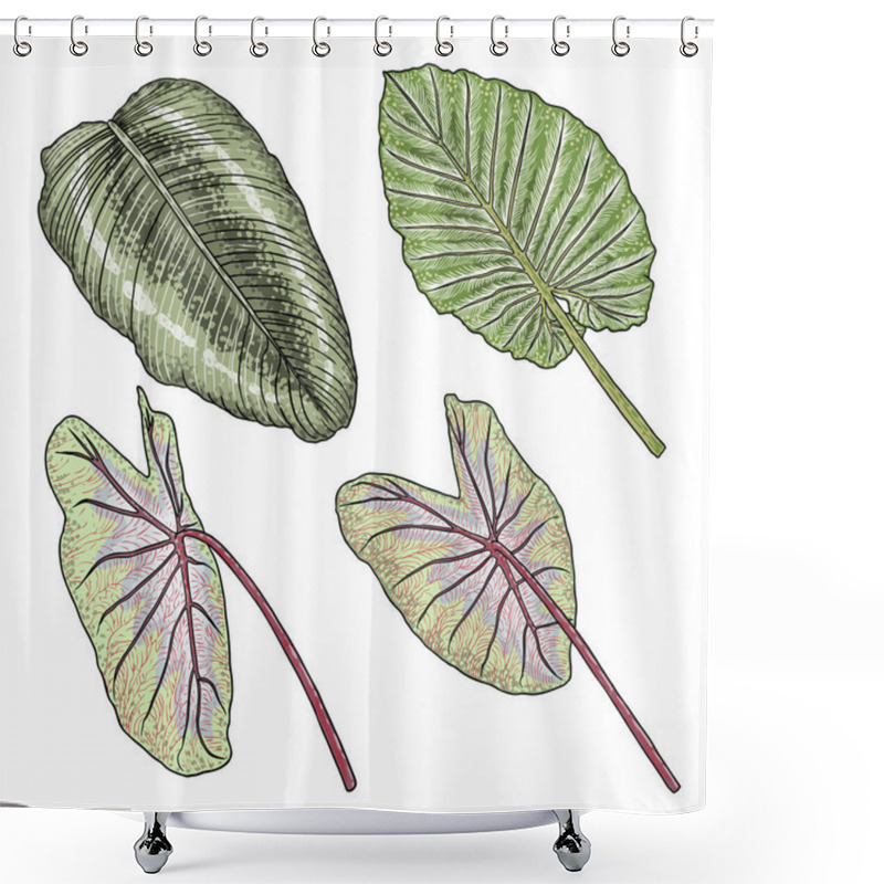 Personality  Green Leaf Of Elephant Ear Or Giant Taro Set, Alocasia Odora Species, Tropical Rainforest Foliage Garden Plant Lush. Floral Nature Green Exotic Leaves. Vector. Shower Curtains