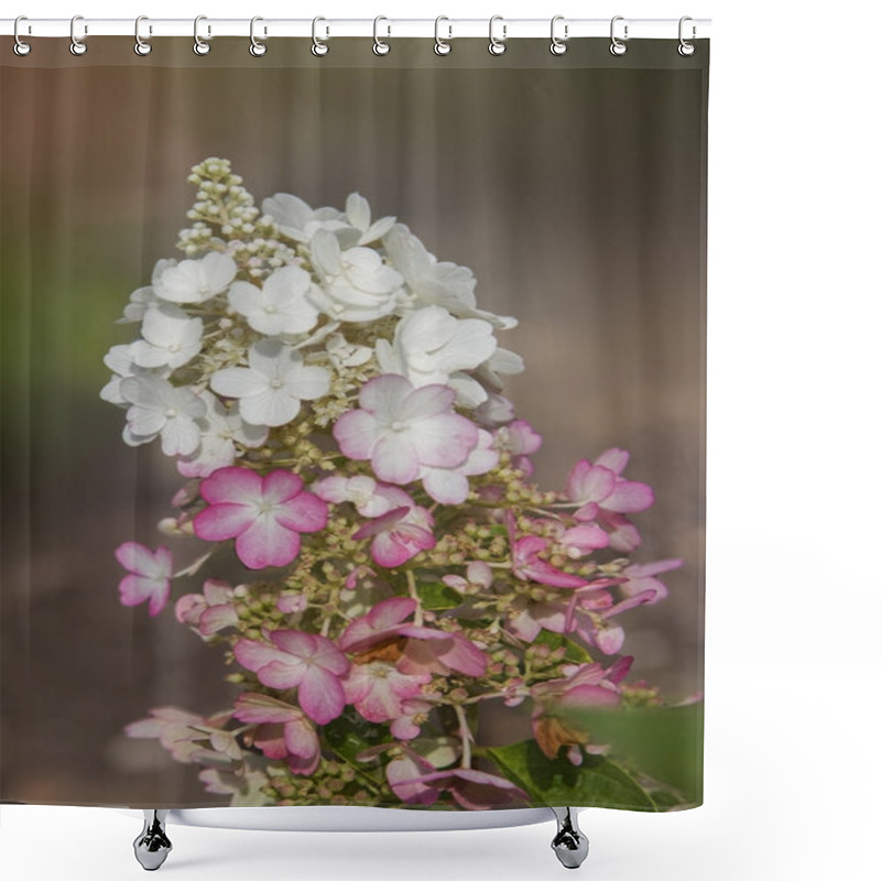 Personality  Hydrangea Paniculata Blossoms - Vanilla Fraise Shower Curtains